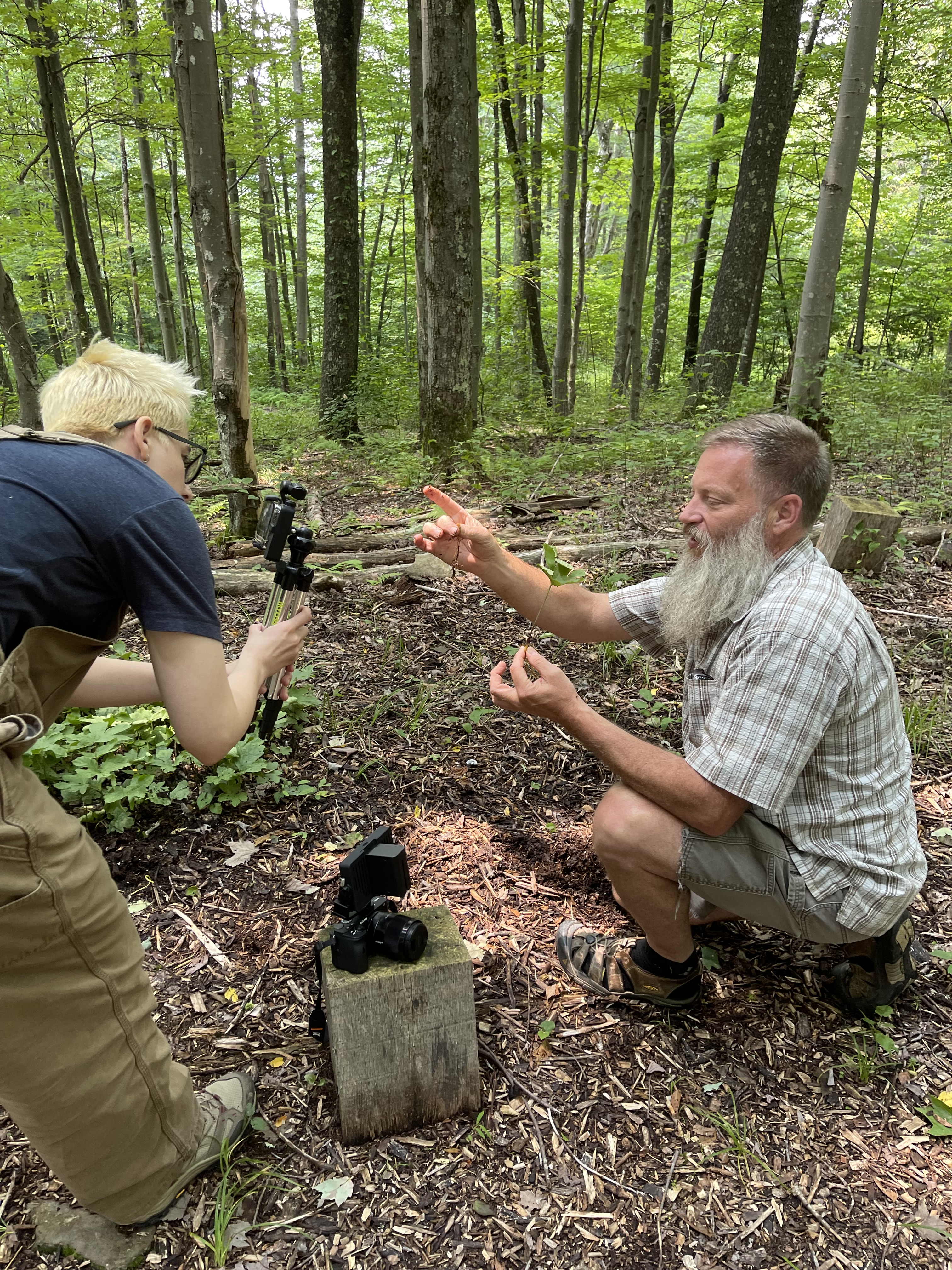 Photo of Daisy filming an informant harvest goldenseal from his garden.