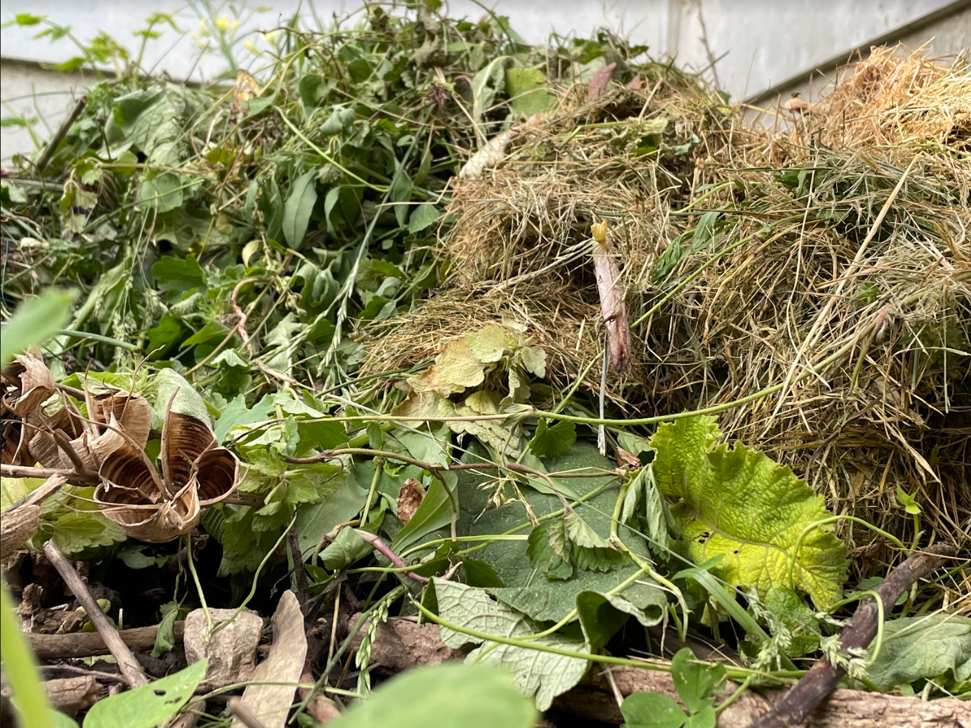 image of a compost heap with yard waste in Daisy's backyard