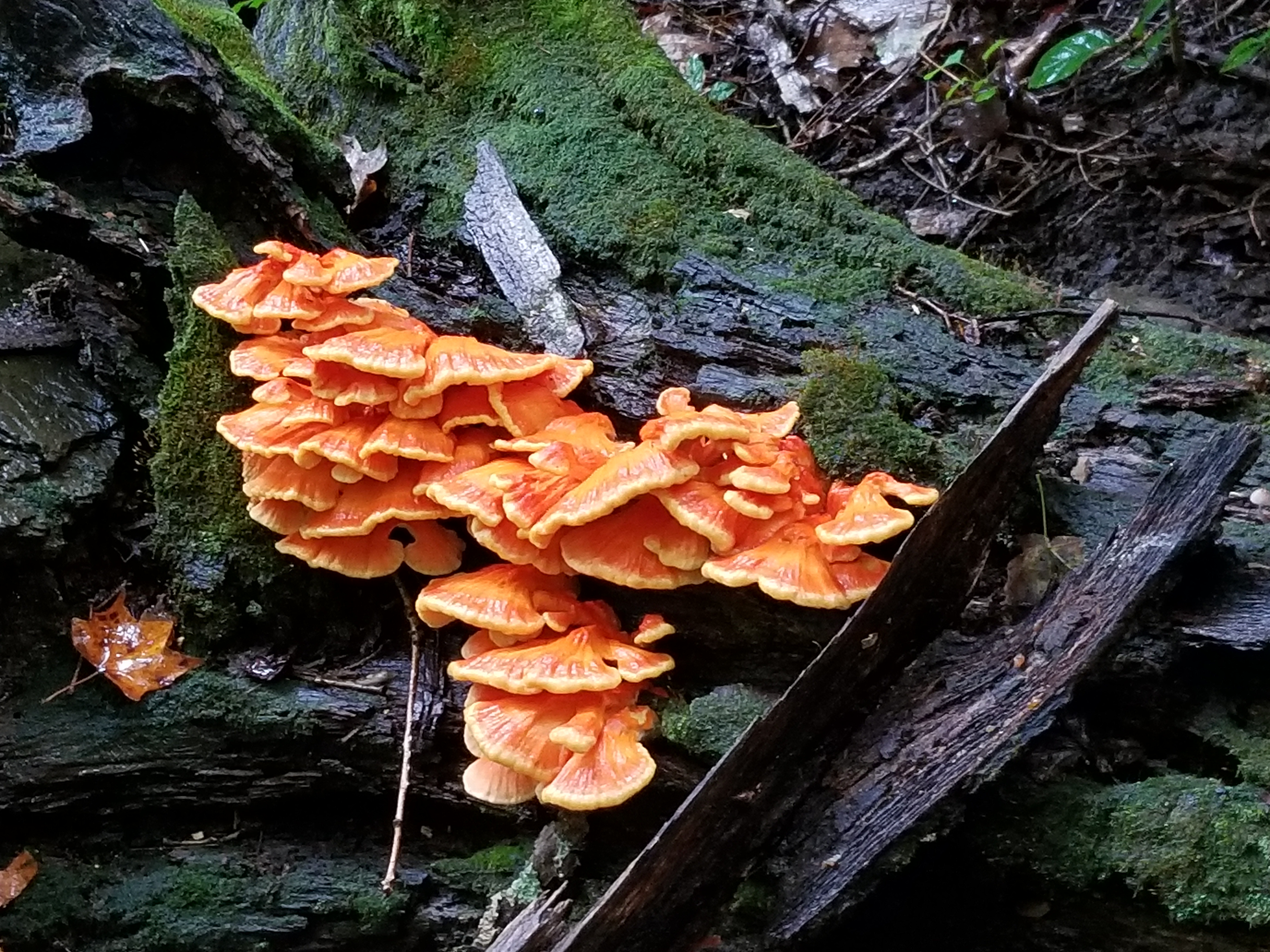 Photo of bright orange lobster mushrooms growing out of a log