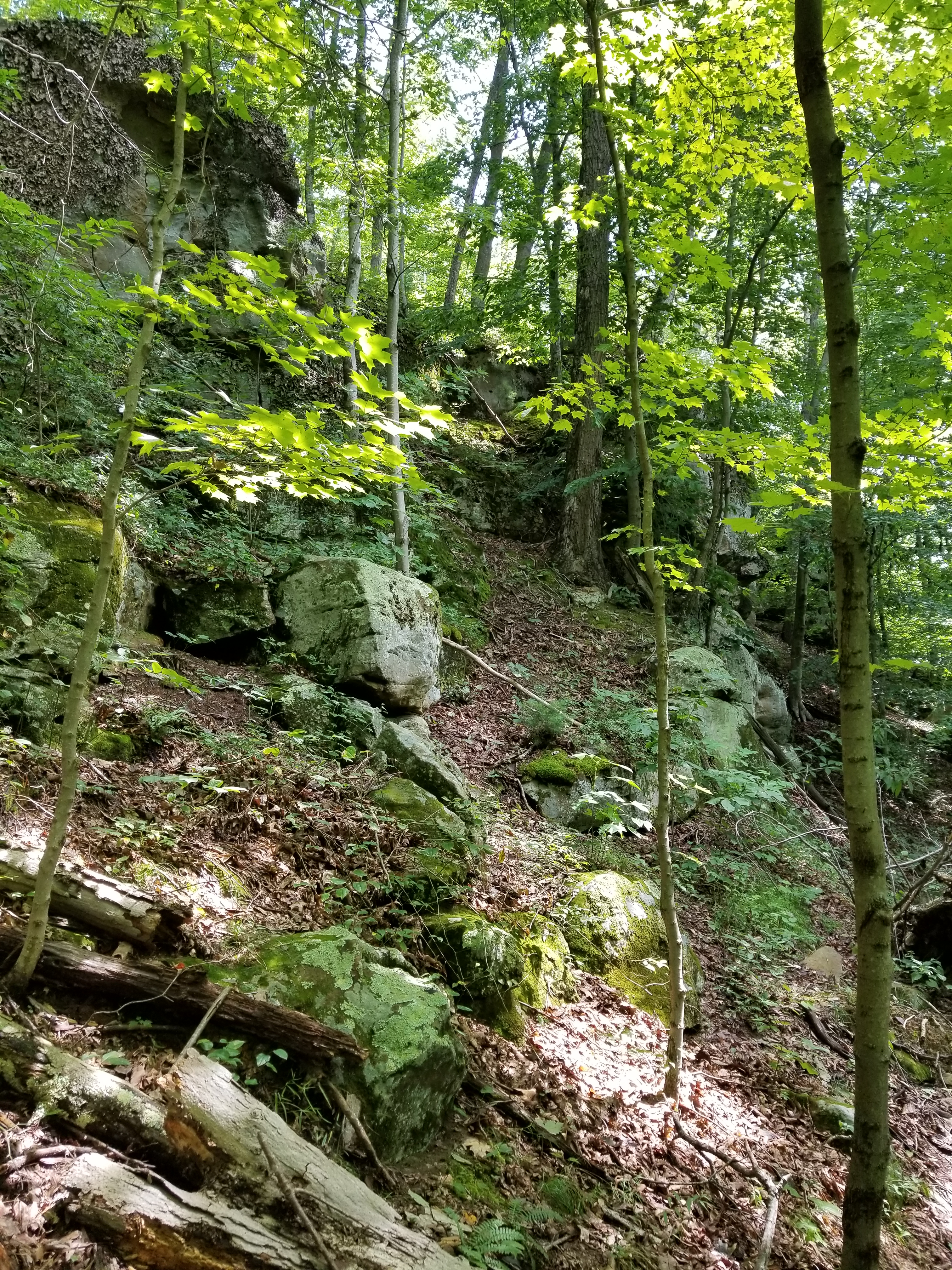 Photo of Athens County woodlands
