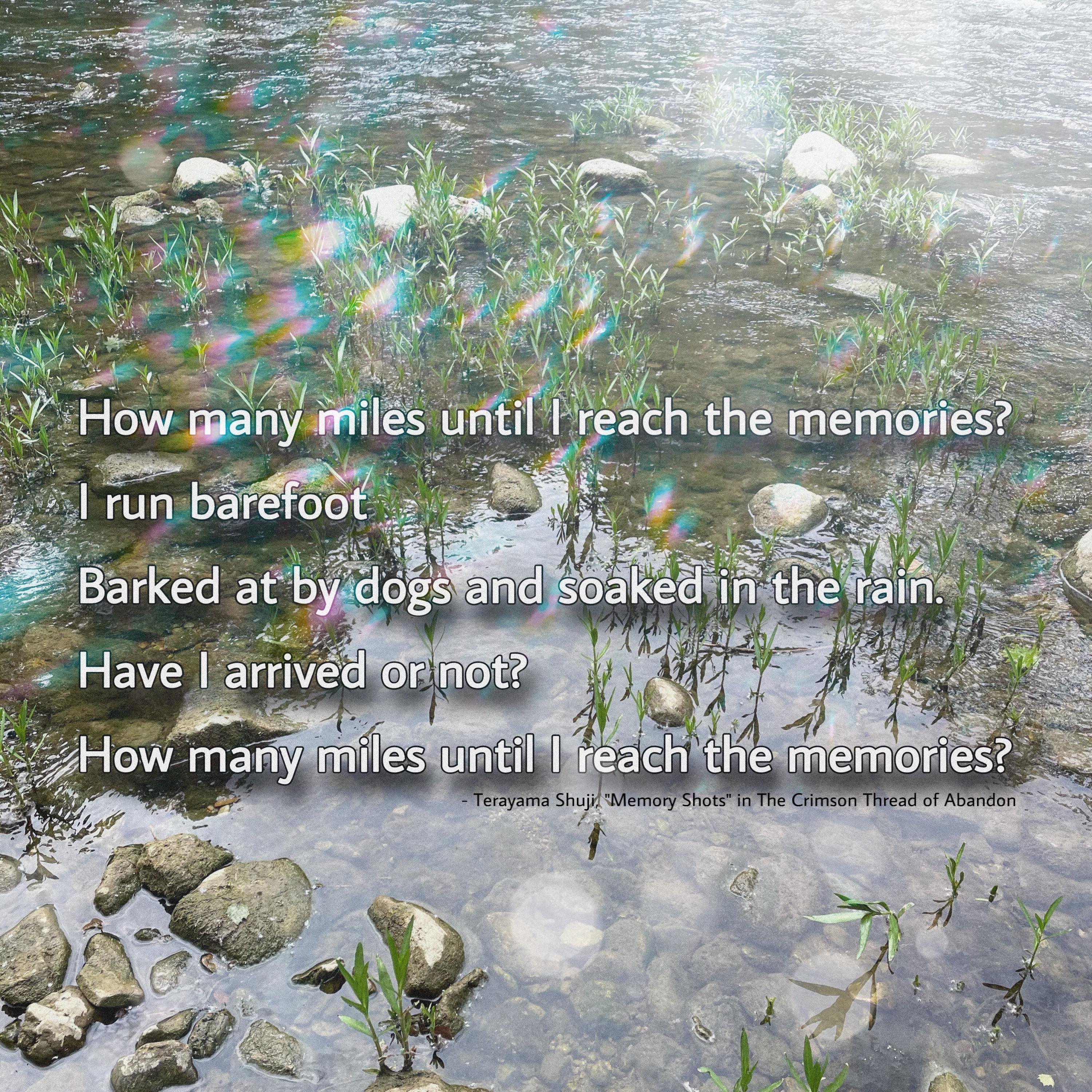 an image of a stream side bank with plants growing in the river and rainbow effect added to the image. Text reads: “How many miles until I reach the memories? I run barefoot Barked at by dogs and soaked in the rain. Have I arrived or not? How many miles until I reach the memories? - Terayama Shuji, “Memory Shots” in The Crimson Thread of Abandon.”