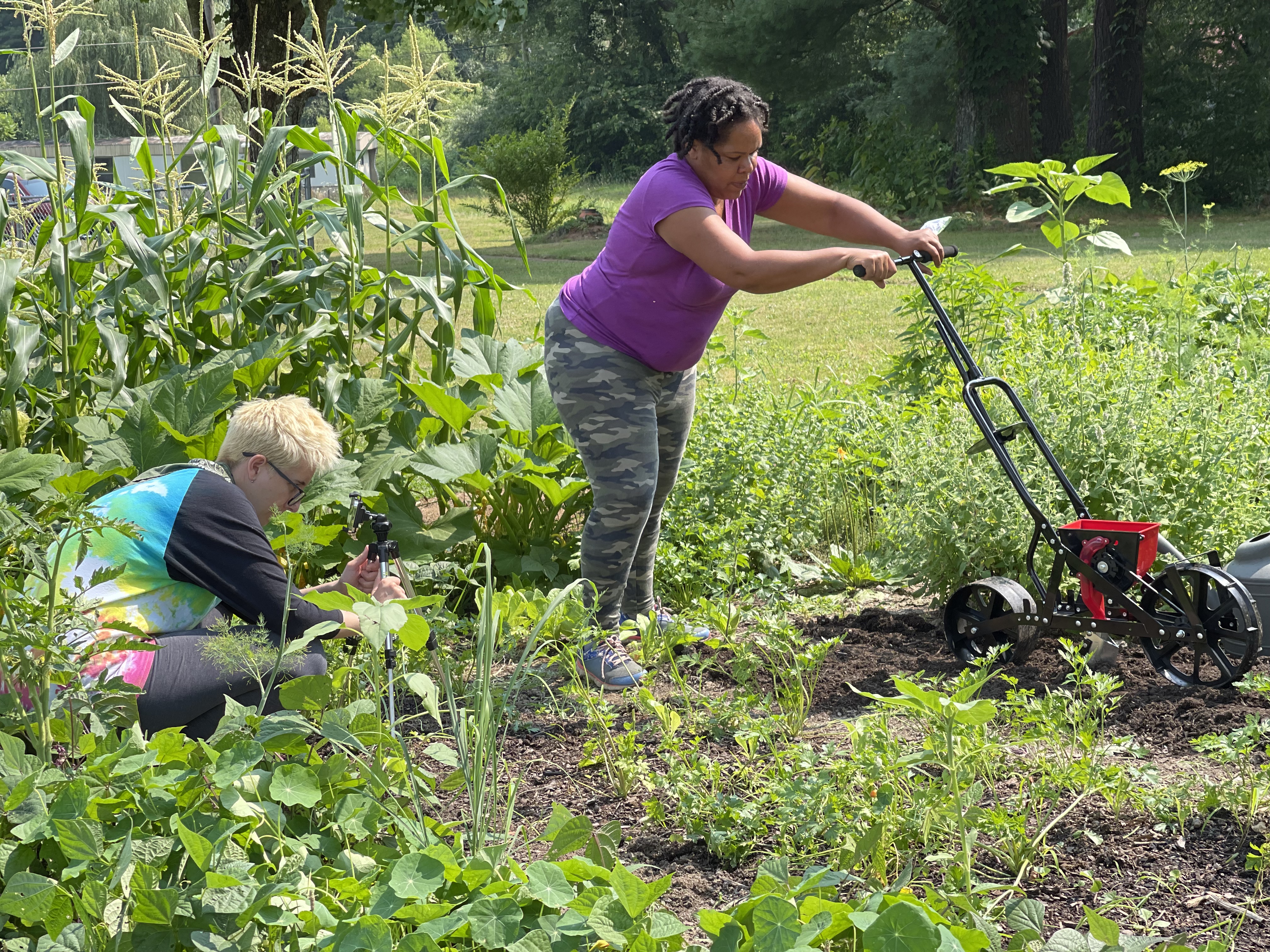 photo of Daisy filming with an informant on her farm harvesting skullcap. Both Daisy and informant are in bright colored clothes outside. Daisy is crouched down while the informant plants seeds in her garden.