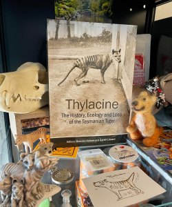 Image of a softcover book titled “Thylacine The History, Ecology, and Loss of the Tasmanian Tiger” surrounded by Daisy’s thylacine collection, including plushies and other artwork representing thylacines.